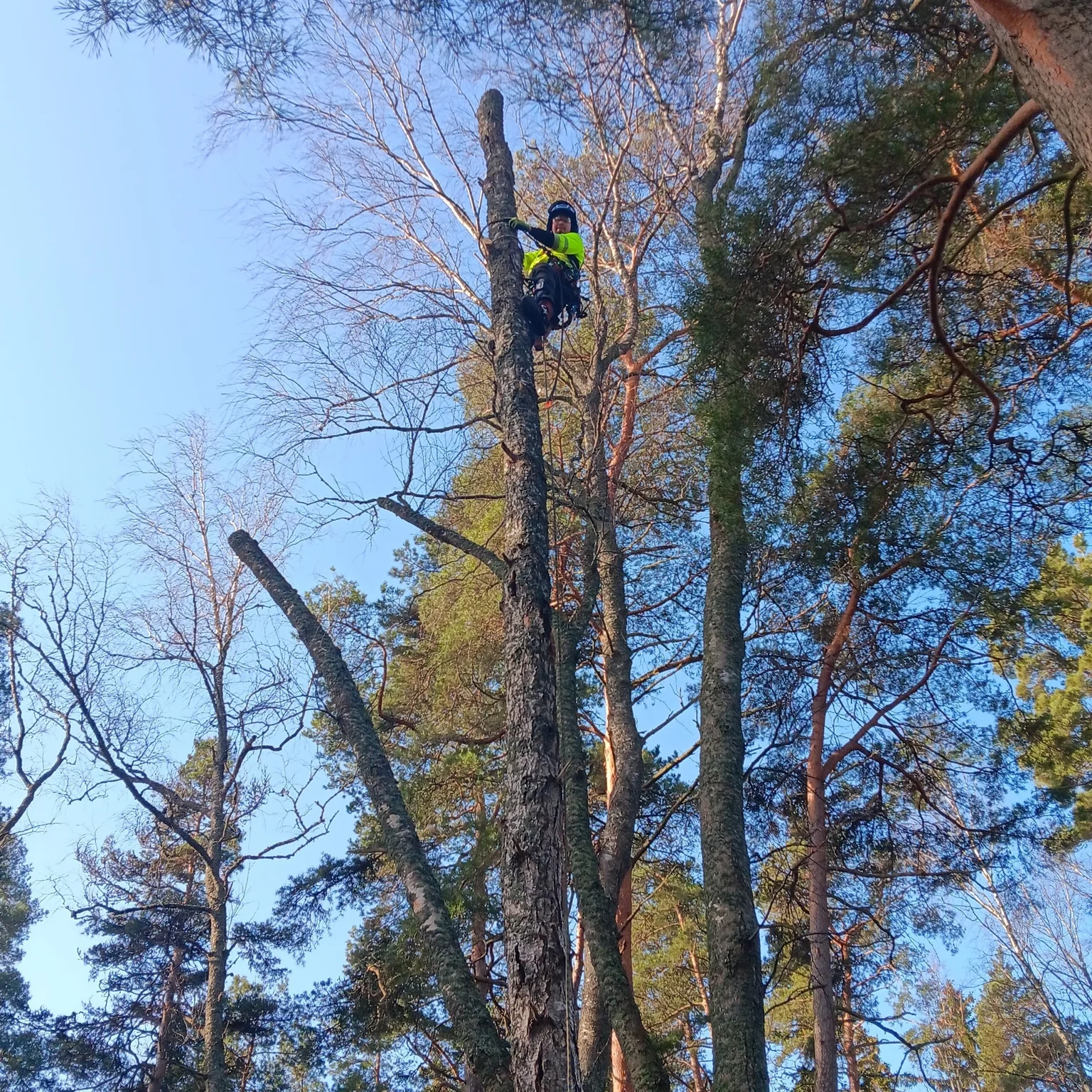 PuuLifti kalusto ja työnäyte