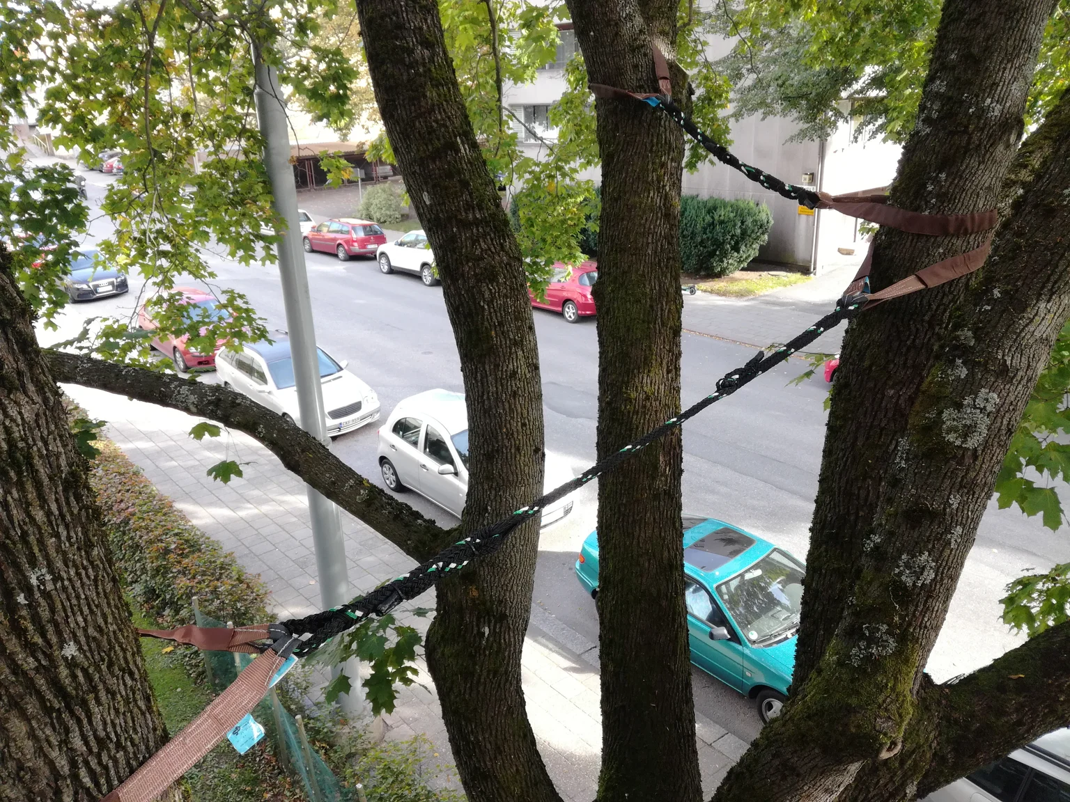 arboristityö Turku