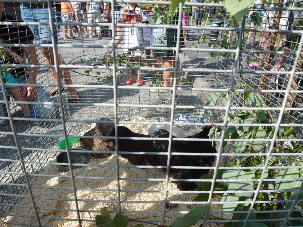 Boundbirs'n 2014 - SAM_1223-1024x768