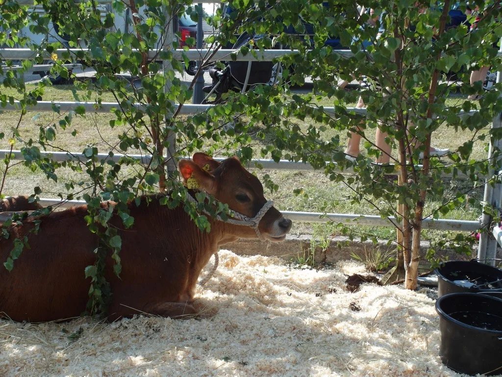 Boundbirs'n 2014 - SAM_1224-1024x768