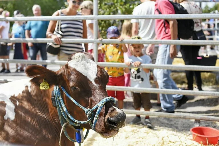 Boundbirs'n 2016 översikt