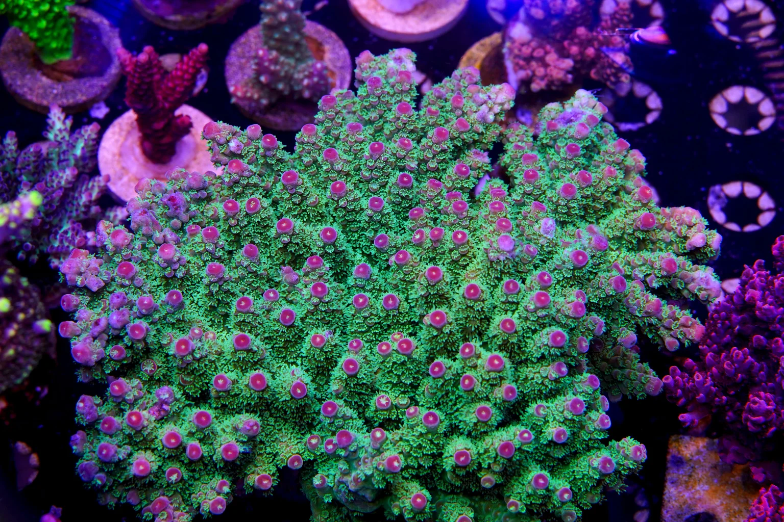 Poo Tang Reefs Coral